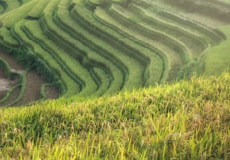 Rice Field