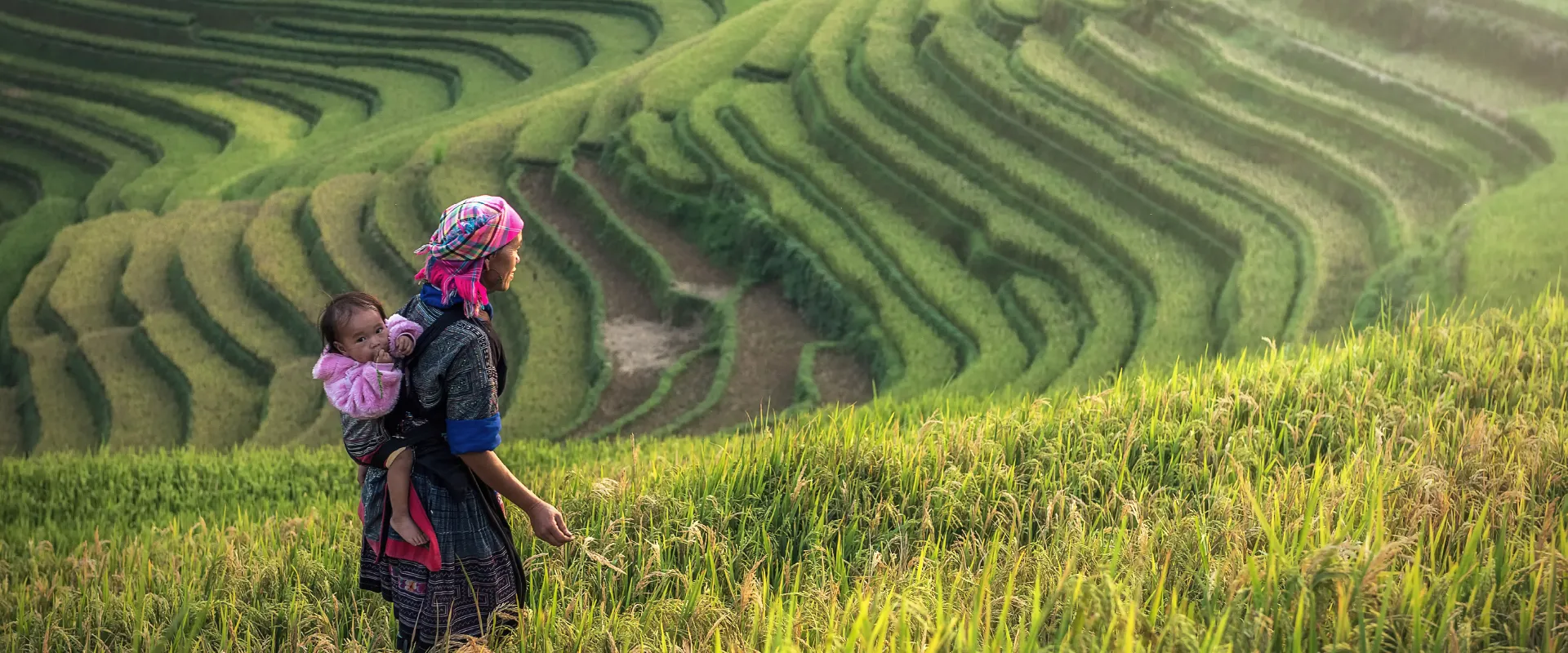 Rice Field